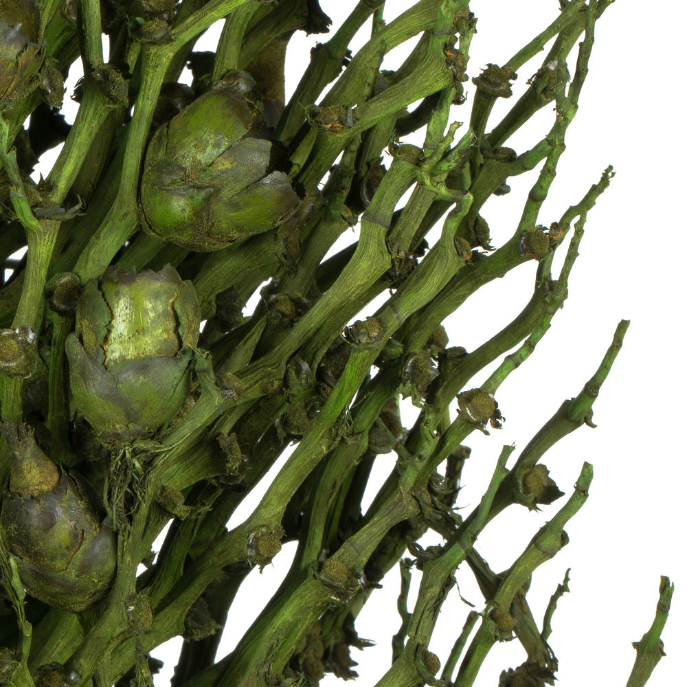 Vickerman 22 x 7" avg Basil Olympia Seed Pod 1 piece Dried
