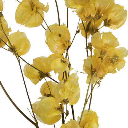 Vickerman 13.5-17" Yellow Dried Cara Blossom Bundle Preserved.