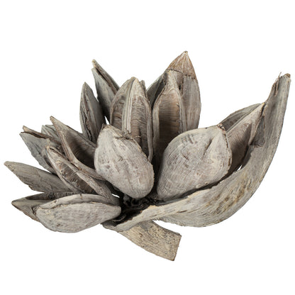 Vickerman 6" White Wash Star Pod 1 piece Dried