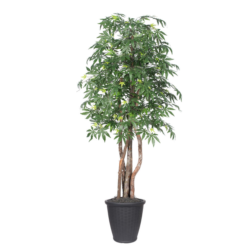 Vickerman 6' Artificial Japanese Maple Executive Tree Gray Round Plastic Container.