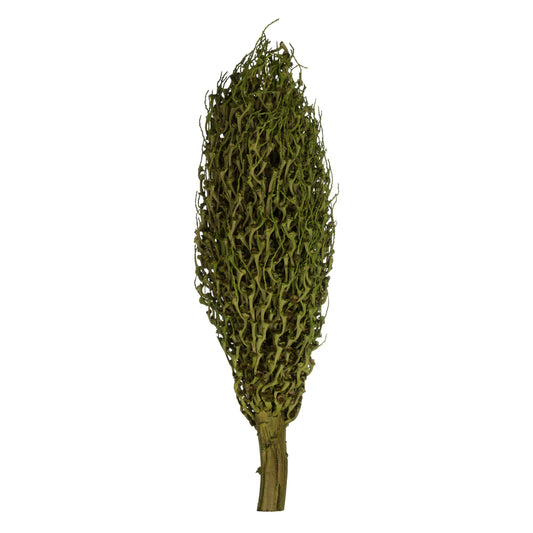 Vickerman 22 x 7" avg Foliage Green Olympia Seed Pod 1 piece Dried