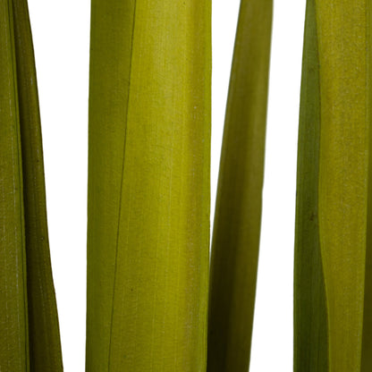 Vickerman 36-40" Basil Rush Grass 7 oz Bundle Dried