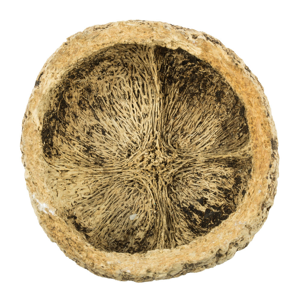 Vickerman 3"  Half Bleached Mayan Coconut 10 per Pack Dried