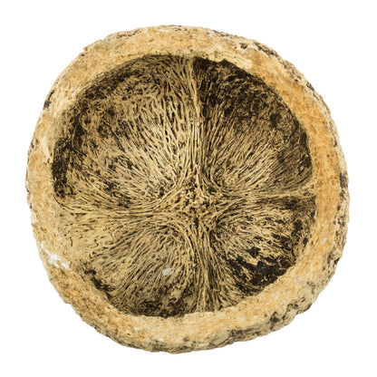 Vickerman 3"  Half Bleached Mayan Coconut 10 per Pack Dried