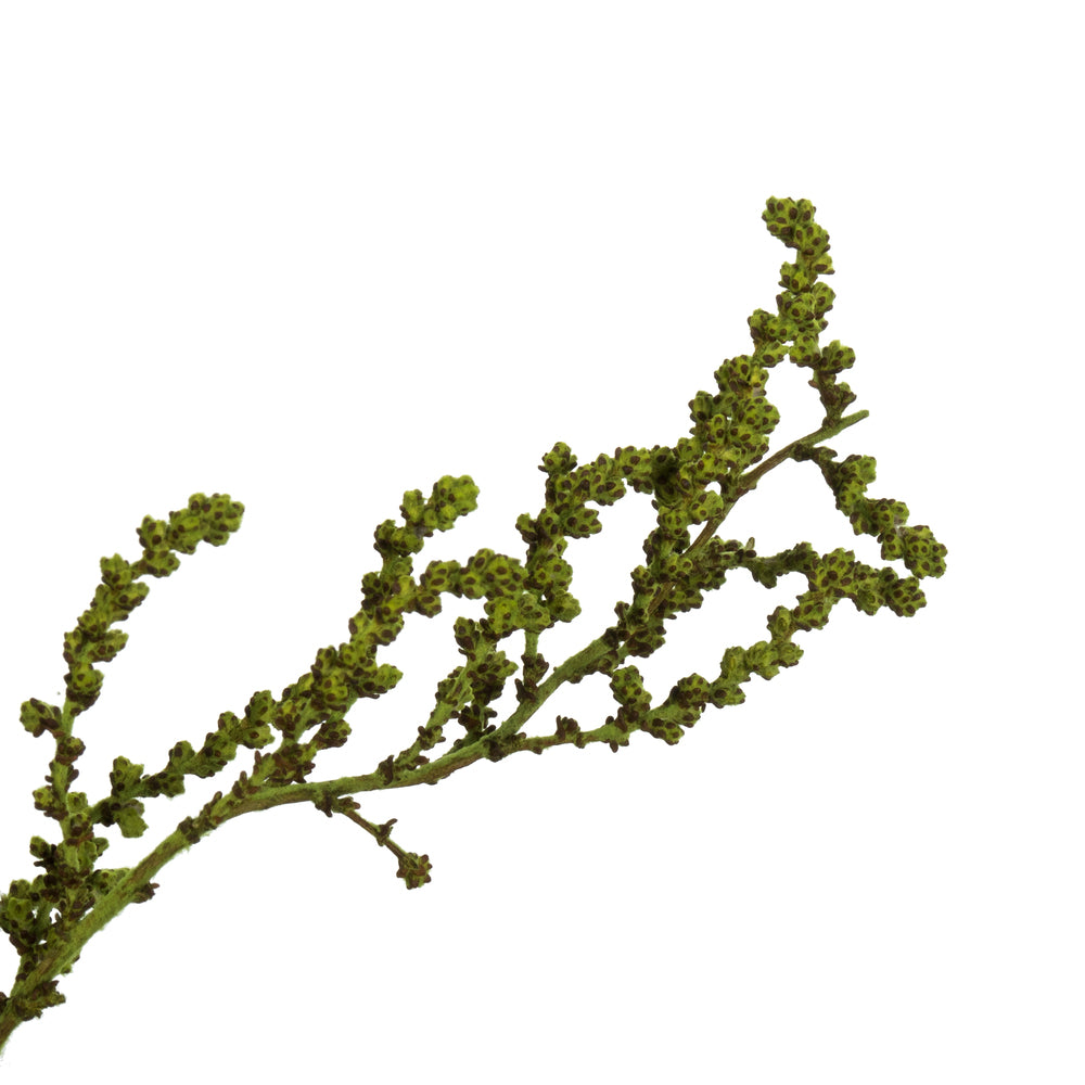 Vickerman 14-18" Oasis Green Stoebe Bundle Preserved