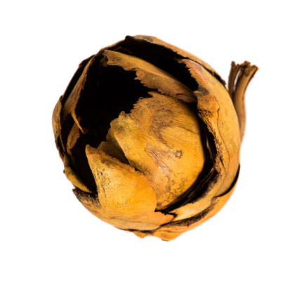 Vickerman 2-3" Aspen Gold Cacho Pod Bulk Case of 60 Pods Dried