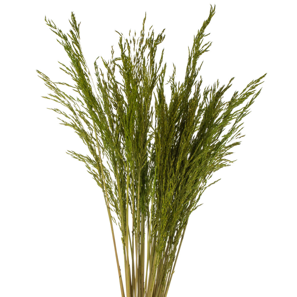 Vickerman 36" Green Congo Grass 8 oz Bundle Dried