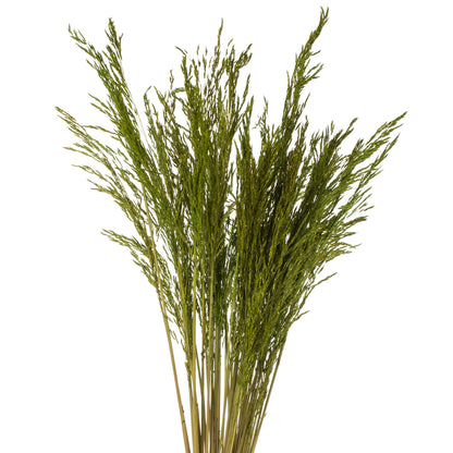 Vickerman 36" Green Congo Grass 8 oz Bundle Dried