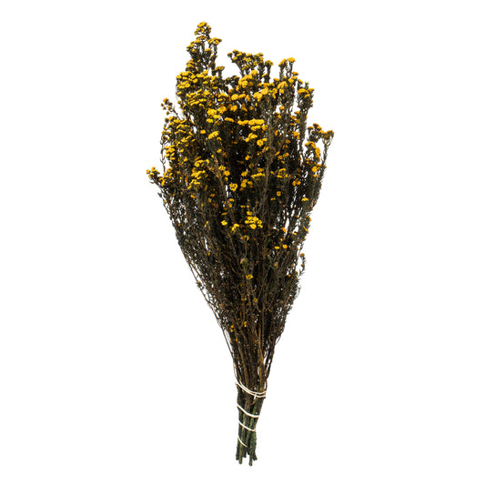 Vickerman 12-22" Aspen Gold Phylica Bundle 5-6 oz Preserved