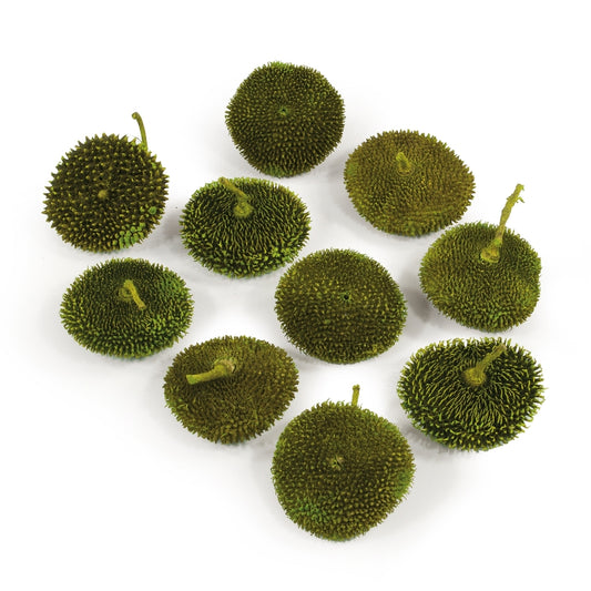 Vickerman 1.5-2" Basil Spiny Disc 10 per Pack Dried