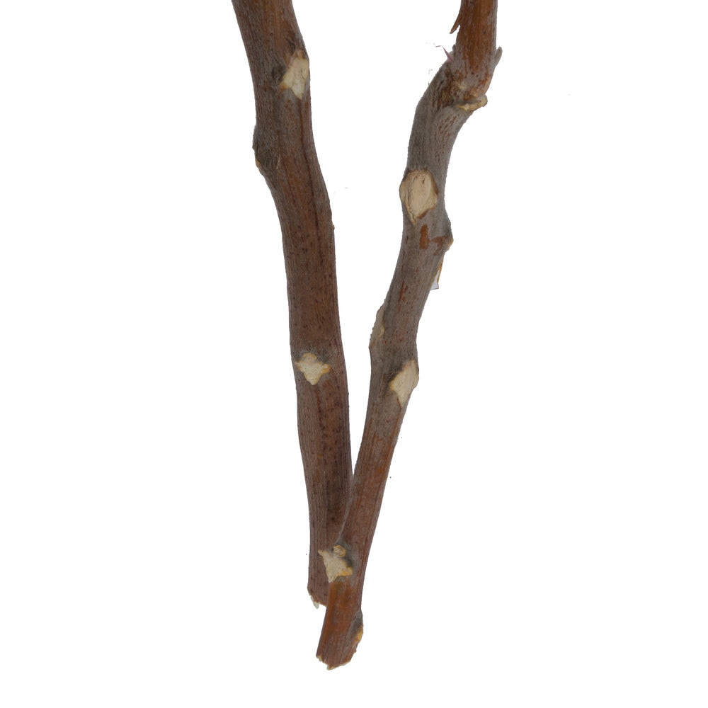 Vickerman Natural Botanicals 14" x 6" Queen Flower Small 2 heads per unit