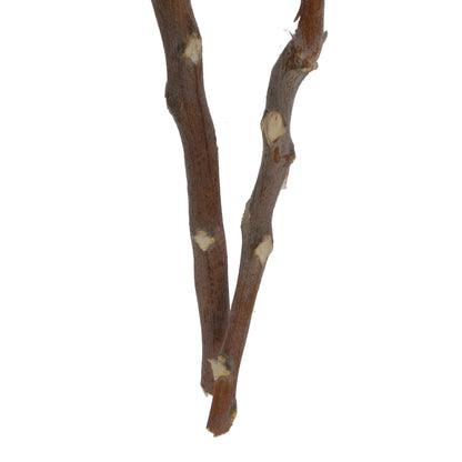 Vickerman Natural Botanicals 14" x 6" Queen Flower Small 2 heads per unit