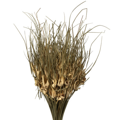 Vickerman 26" Natural Tulip Star 16oz (4 -4oz Bundles) Dried