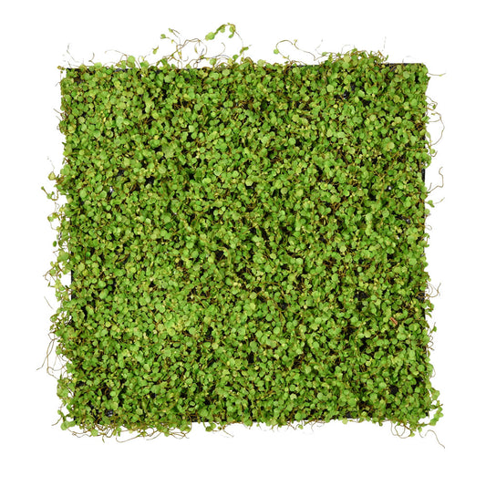 Vickerman 19.5'' Artificial Green Leaves Square Matt.