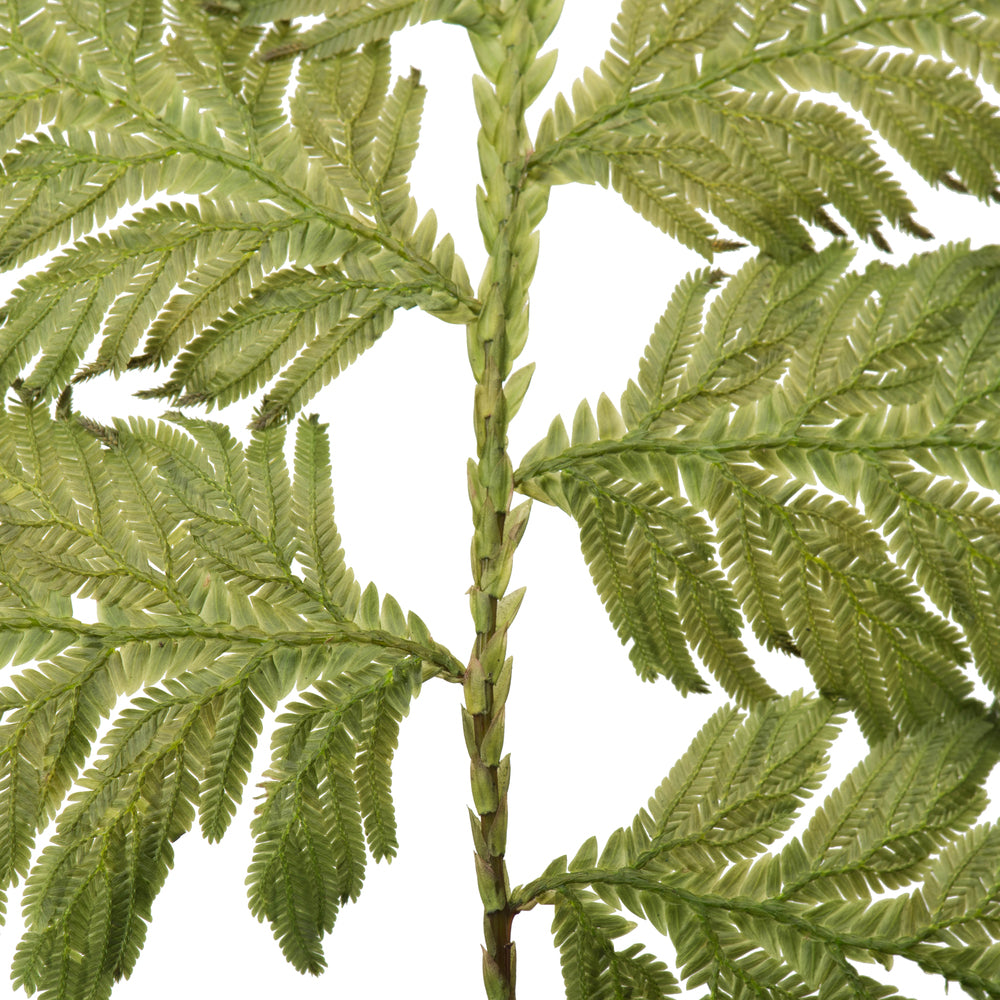 Vickerman 8-12" Oasis Grn Plumaria Fern Stems 6 per pack Preserved