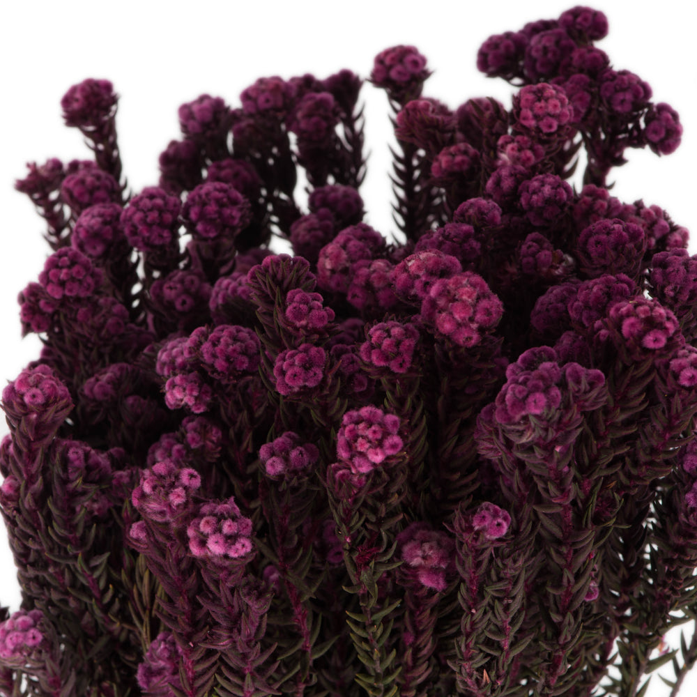 Vickerman 16-22" Purple Orchid Cotton Phylica Flower 4-5 oz Bundle Preserved