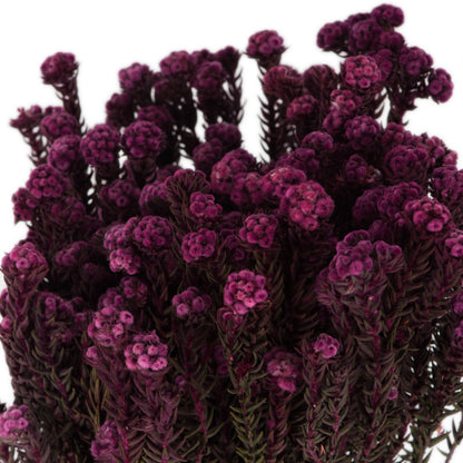 Vickerman 16-22" Purple Orchid Cotton Phylica Flower 4-5 oz Bundle Preserved