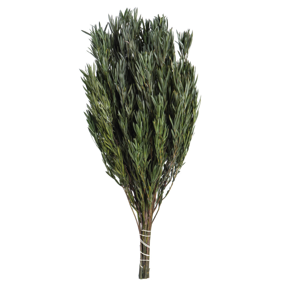 Vickerman 12" Green Salignum Male Includes 6-7 oz per Bundle Dried