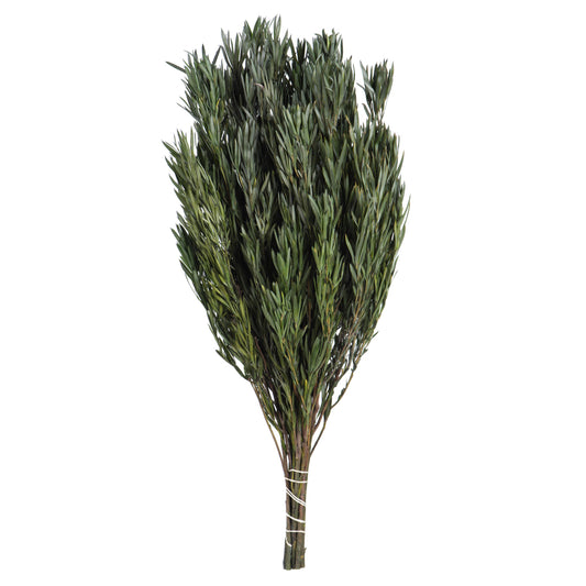 Vickerman 12" Green Salignum Male Includes 6-7 oz per Bundle Dried