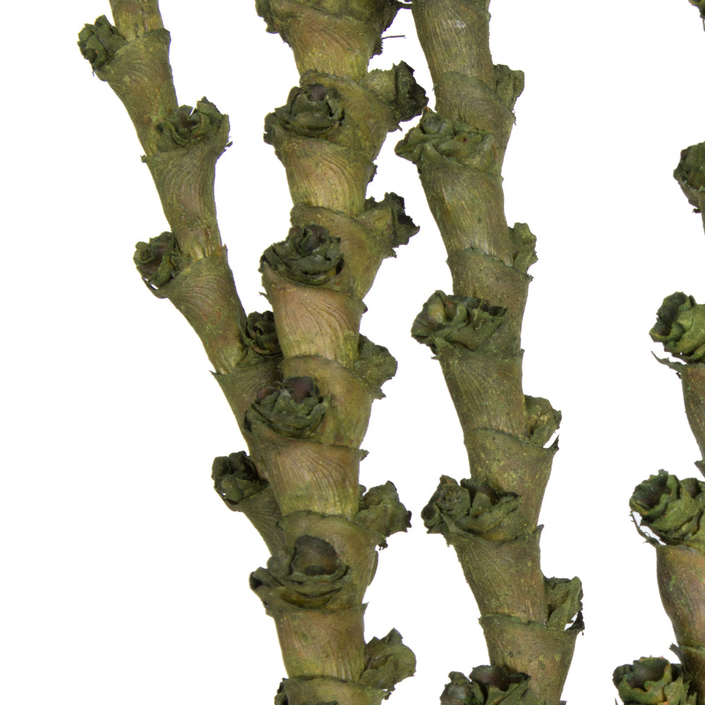 Vickerman 40-48" Green Ladder Branches. Includes 7 Extra Large Straight Branches Dried