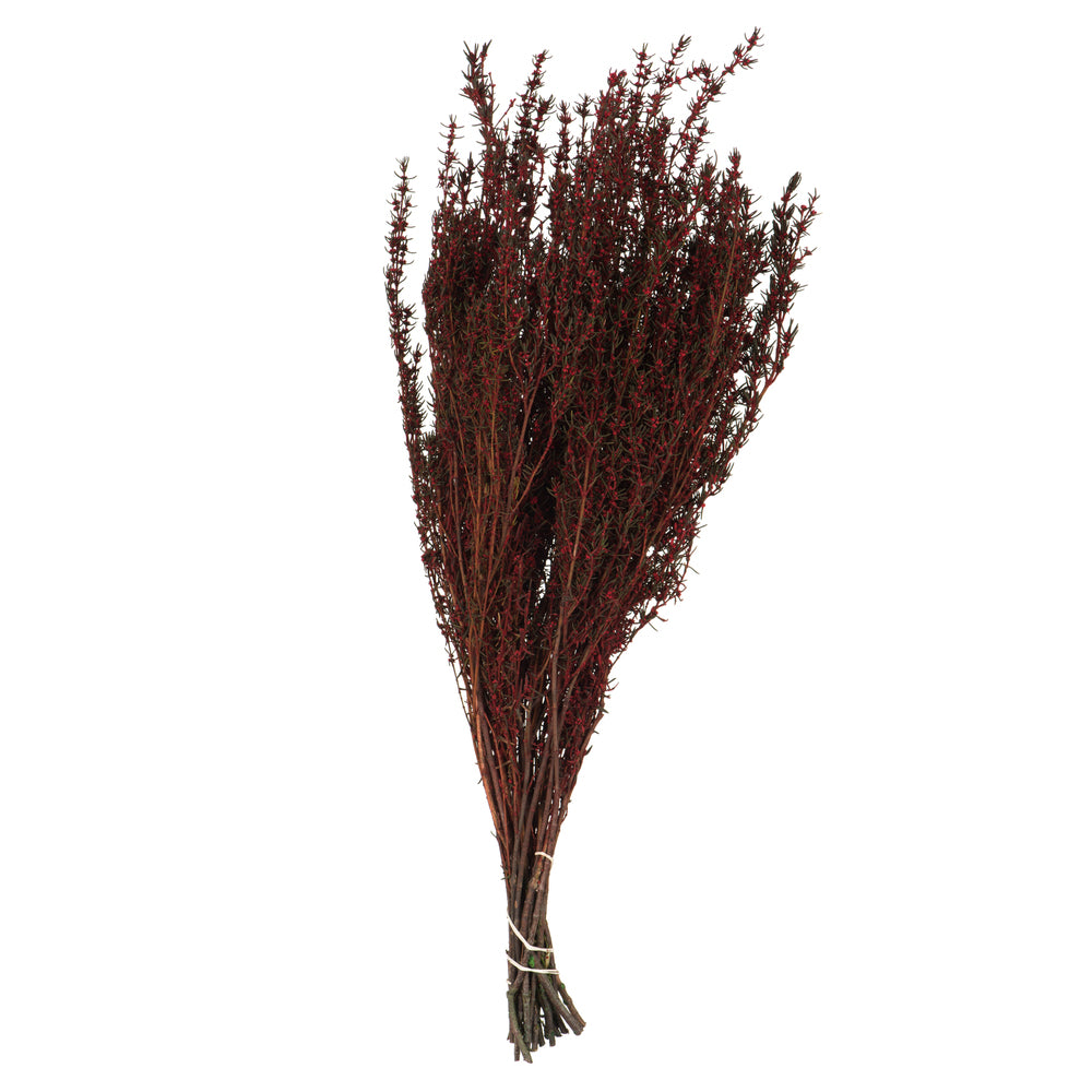 Vickerman 22-26" Red Grabia 5-6 oz Bundle Preserved