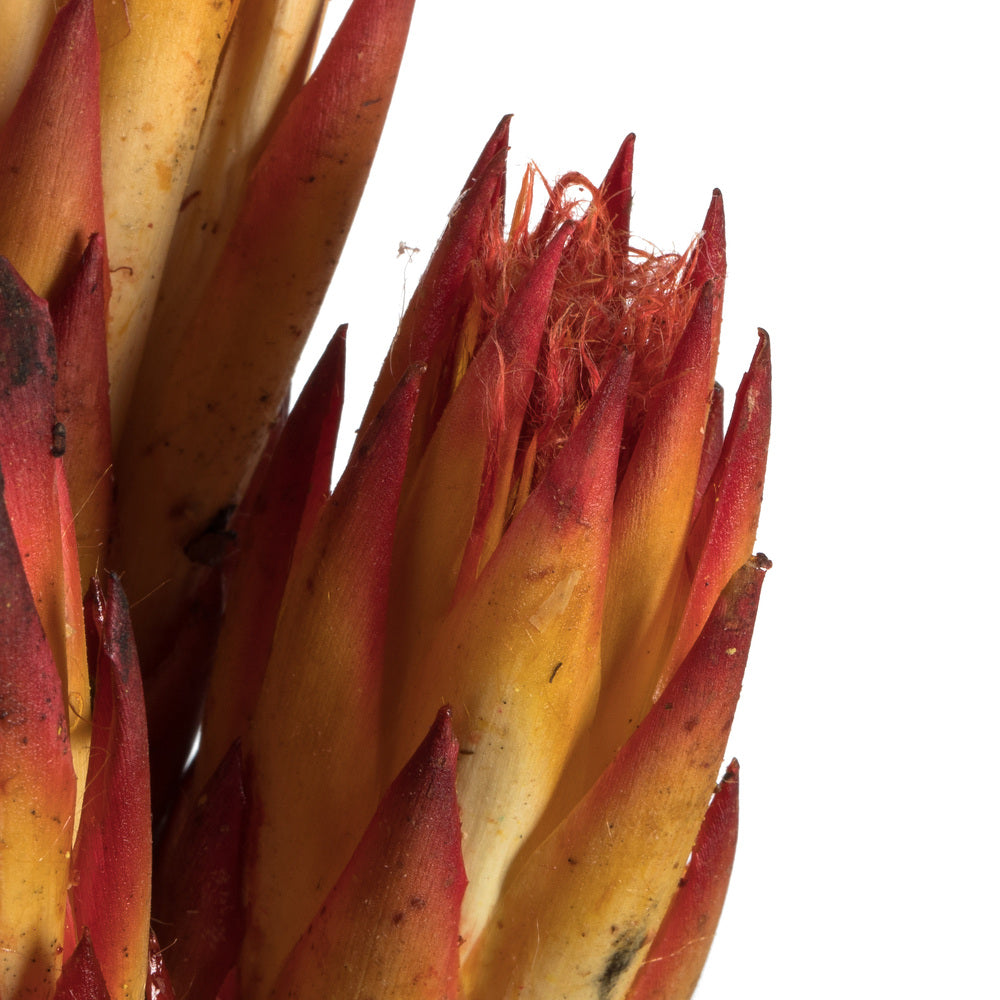 Vickerman 18-24" Red (Natural) Repens on Reed Stem - Sleeved 10 stems Dried