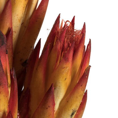 Vickerman 18-24" Red (Natural) Repens on Reed Stem - Sleeved 10 stems Dried