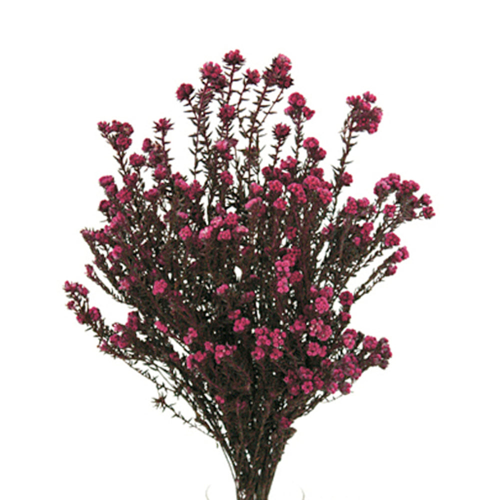 Vickerman 16-22" Erica Pink Cotton PhylicaFlower 4-5 oz Bundle Preserved