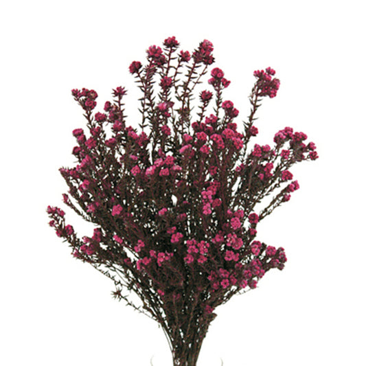 Vickerman 16-22" Erica Pink Cotton PhylicaFlower 4-5 oz Bundle Preserved