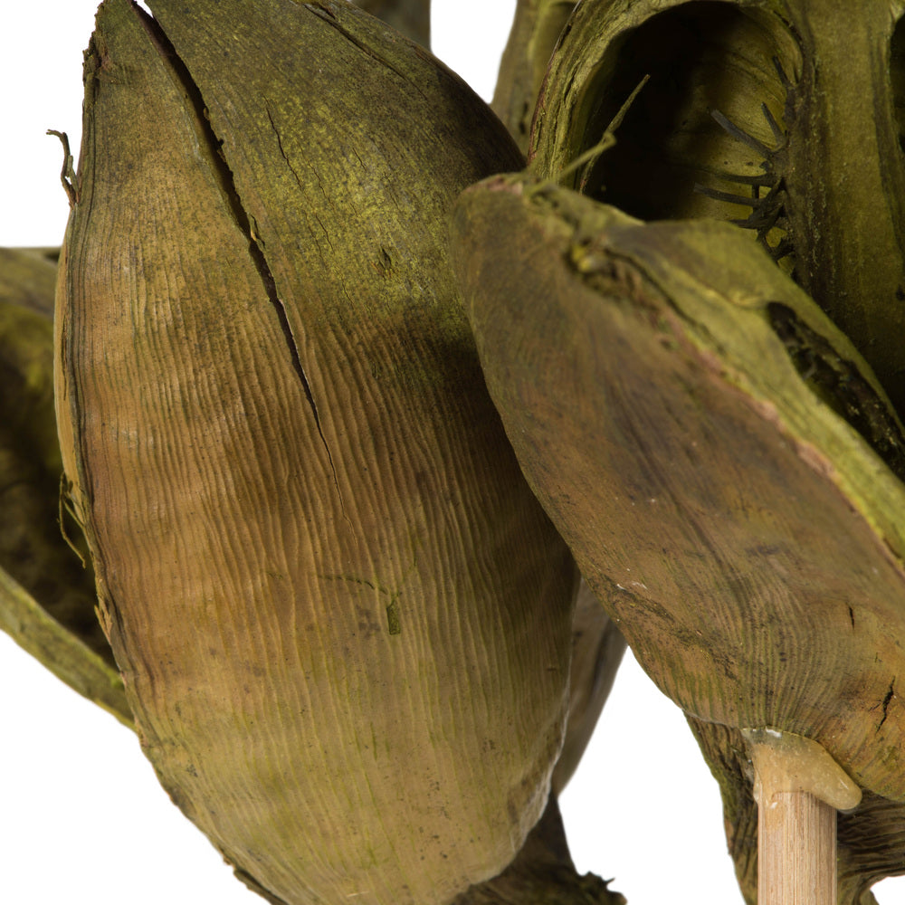 Vickerman 16" Light Basil Sora Pod attached to a Wood Stem.  Includes 5 Stems per Pack Dried