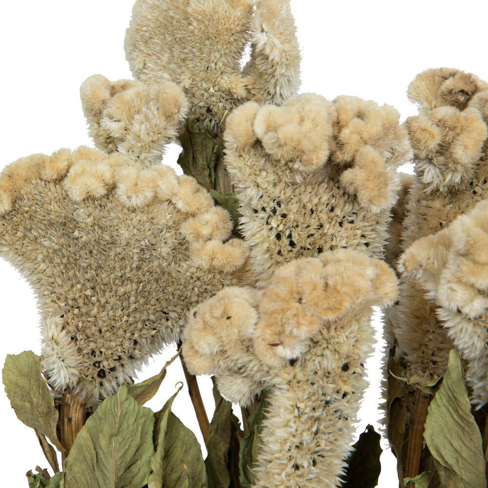 Vickerman Natural Botanicals 18-24" Cream Dried Celosia Coxcomb 4 oz. Bunch