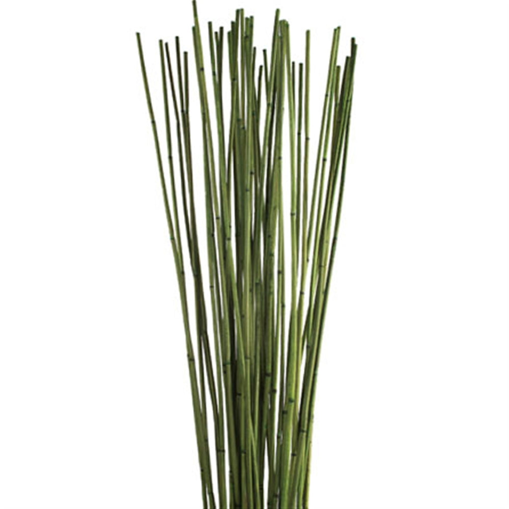 30-40" Basil Balero Bamboo 10 oz.