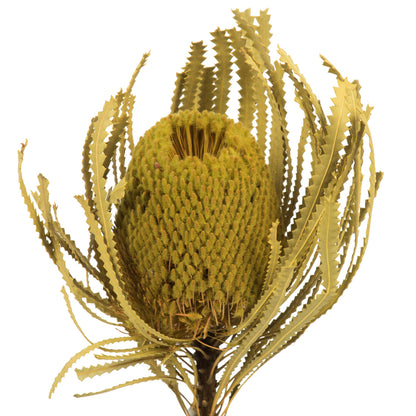 Vickerman 12" Basil Banksia Flower. Includes 25 Stems per Pack. Dried