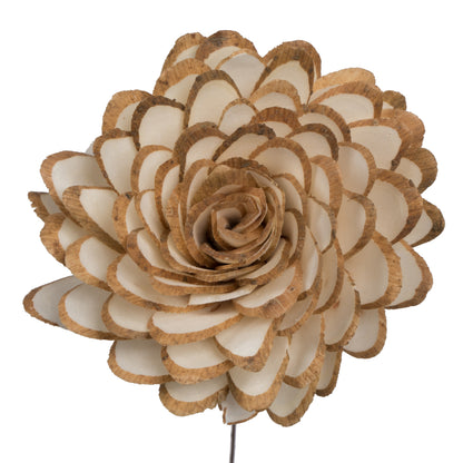 Vickerman Natural Botanicals 4" Natural Dried Almond Sola Flower on 12" wire stem- 12 stem/polybag.