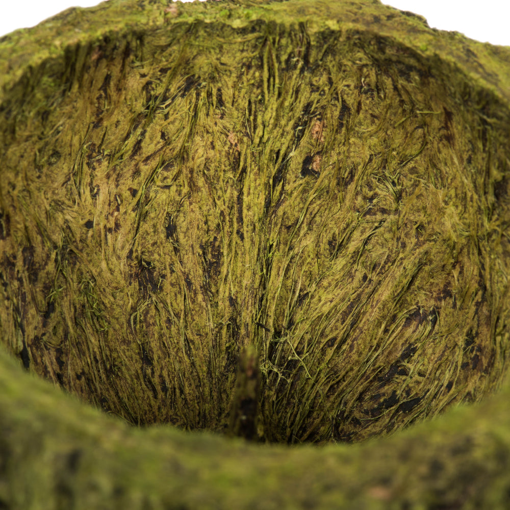 Vickerman 3" Wide Basil Mayan Coconut 10 per Pack Dried