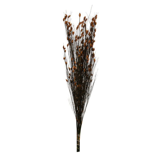 Vickerman 36-40" Autumn Bell Grass with Seed Pods 8-9 oz Bundle Preserved