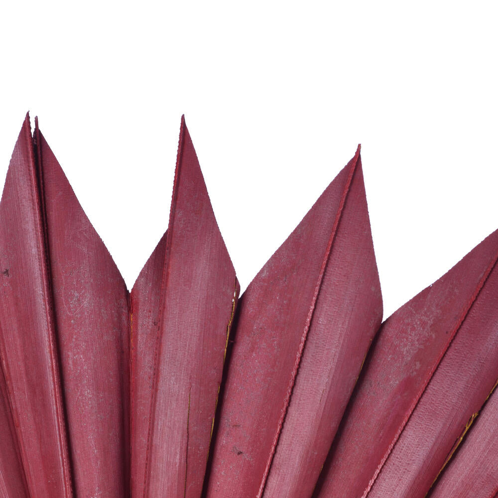 Vickerman Natural Botanicals 13.75 - 19.5" Deep Red Dried Palm Sun Spear 12 per bag.