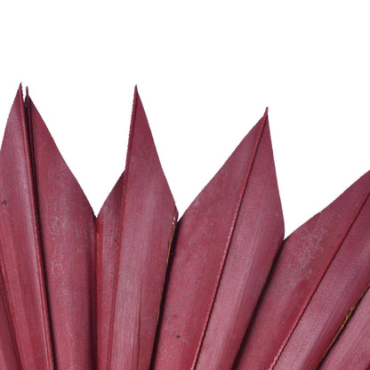 Vickerman Natural Botanicals 13.75 - 19.5" Deep Red Dried Palm Sun Spear 12 per bag.