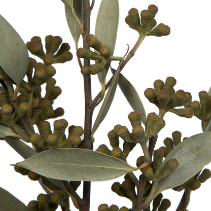 Vickerman Natural Botanicals 15-17" x 8" Natural Amber Fruit Foliage Natural Sulphured