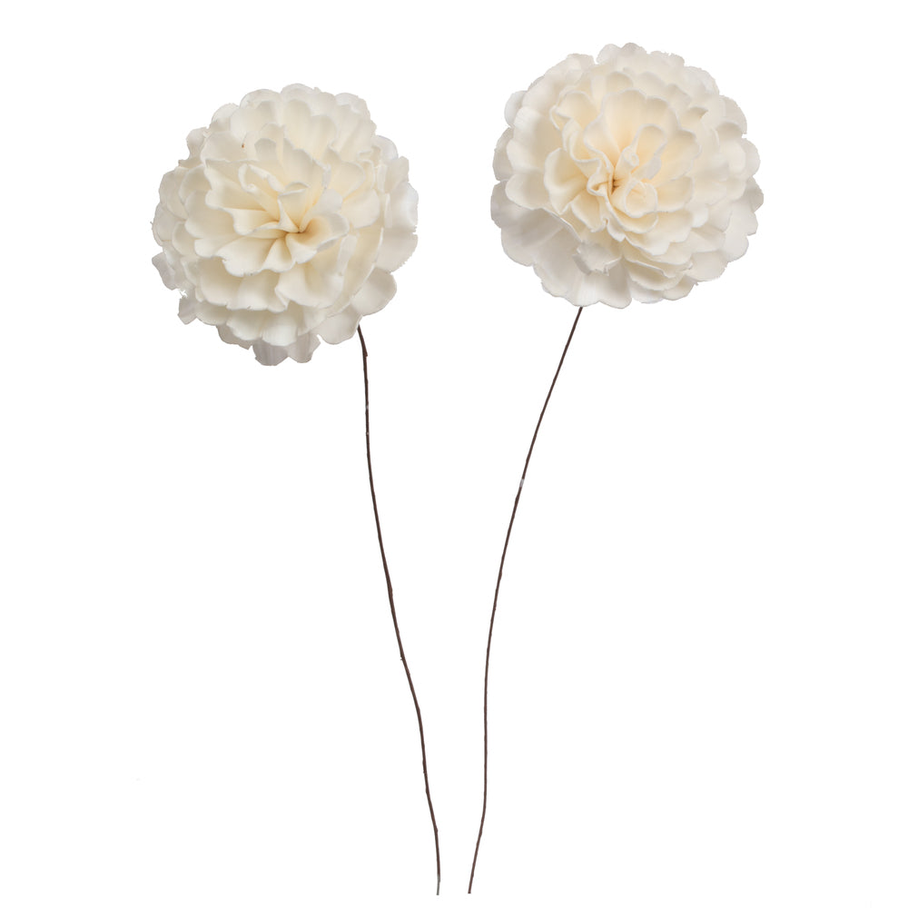 Vickerman Natural Botanicals 4" Natural Dried Camellia Sola Flower on 12" wire stem- 12 stem/polybag.