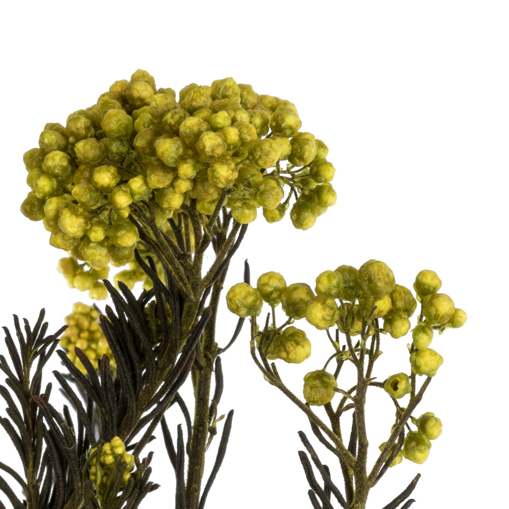 Vickerman 16" Yellow Rice Flower. Comes in a 4.25 oz Bundle. Preserved