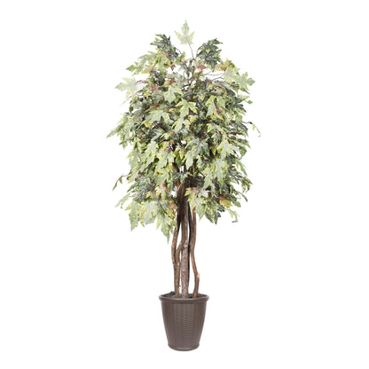 Vickerman 6' Artificial Frosted Maple Executive Tree Brown Round Plastic Container.
