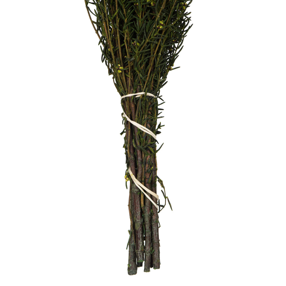 Vickerman 22-26" Basil Grabia 5-6 oz Bundle Preserved