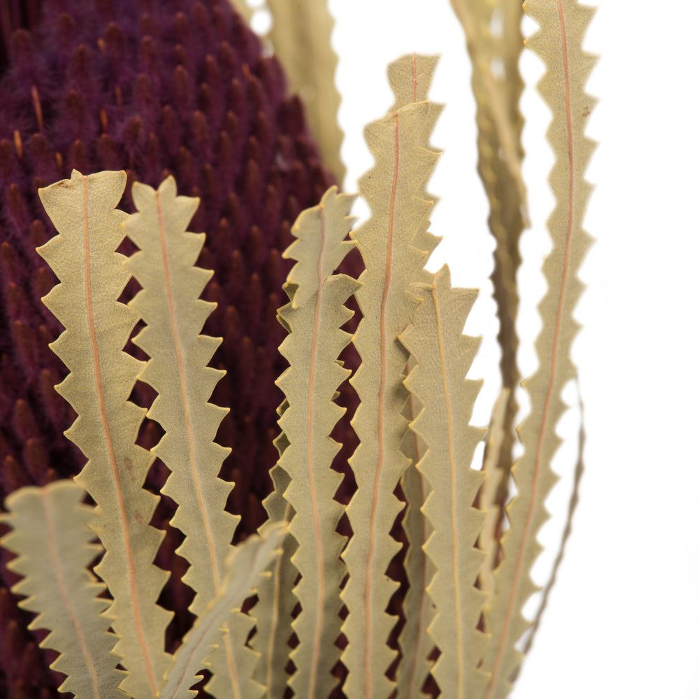 Vickerman 12" Violet Banksia Flower Stem. Includes 25 Stems per Pack. Dried