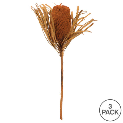 Vickerman 12" Jumbo Autumn Banksia Flower with Dyed Foliage. Includes 3 Stems per Pack. Dried