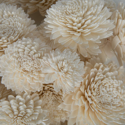 Vickerman Natural Botanicals 1.6"/2.4"/3.2" Assorted Natural Dried Zinnia Sola Flower Head 24/bag.