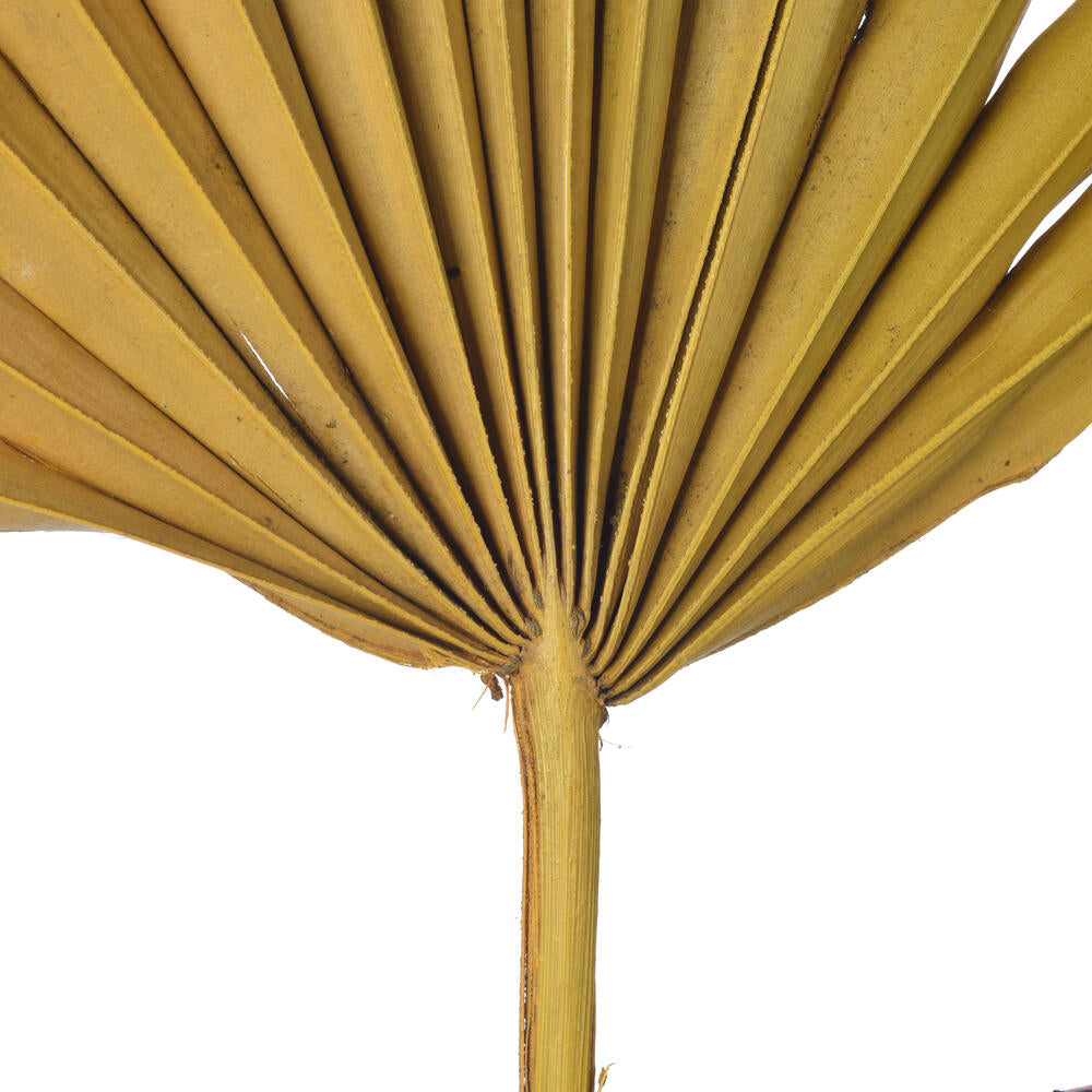 Vickerman Natural Botanicals 13.75 - 19.5" Aspen Gold Dried Palm Sun Spear 12 per bag.