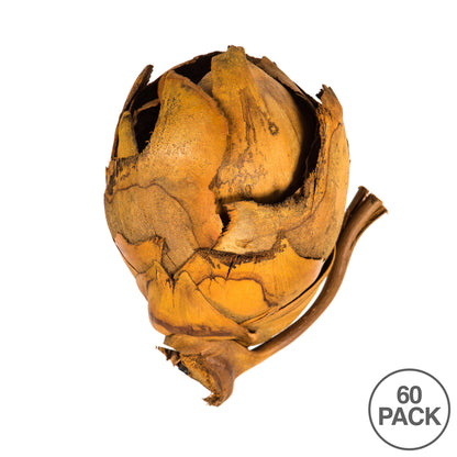 Vickerman 2-3" Aspen Gold Cacho Pod Bulk Case of 60 Pods Dried