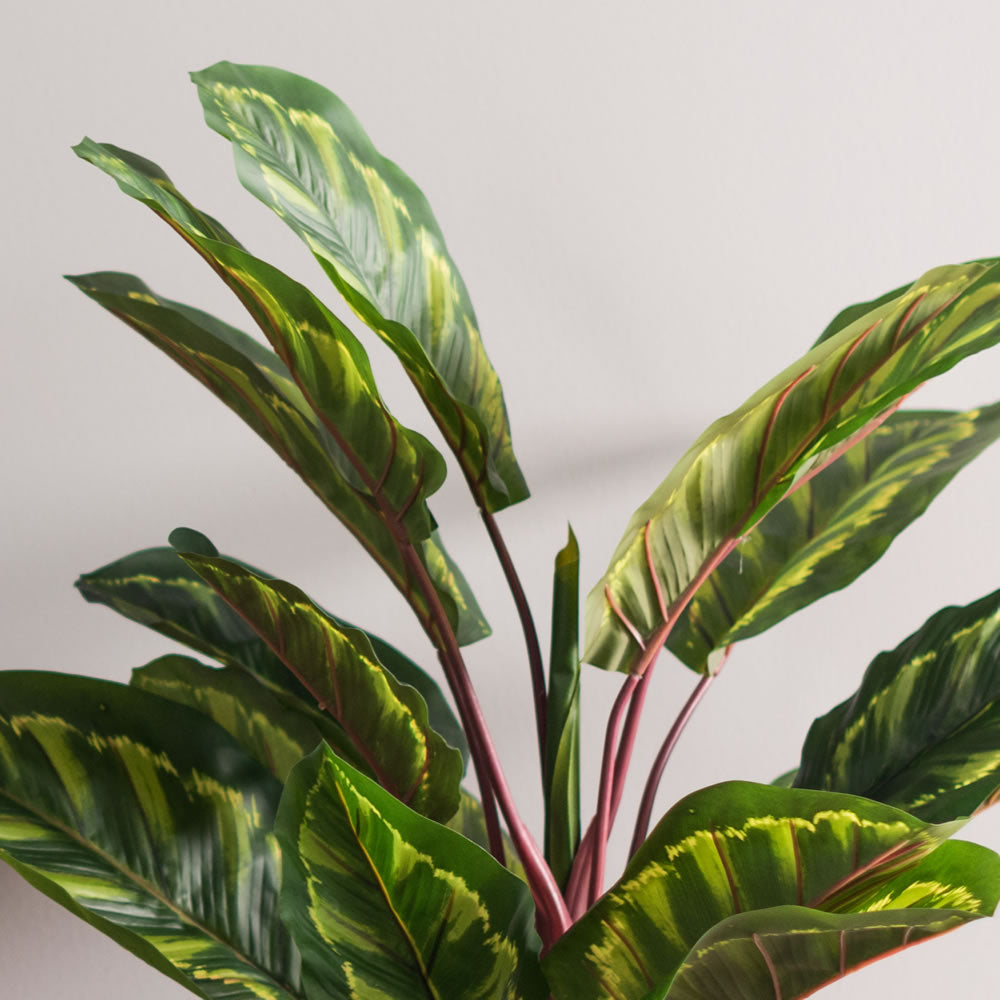 Vickerman 3' Artificial Green and Brown Peacock Plant botanical name Calathea.