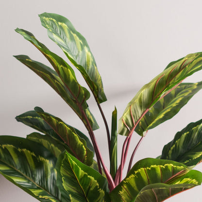 Vickerman 3' Artificial Green and Brown Peacock Plant botanical name Calathea.